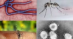 Minsa reporta 970 casos de leishmaniasis, 4,254 de malaria y 5, 222 de dengue