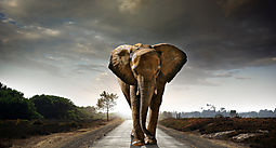 Descubren por qué los elefantes andan tan despacio