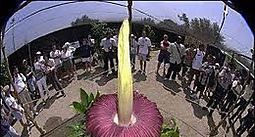 Florece en Francia la flor más grande del mundo, que huele a 'cadáver'