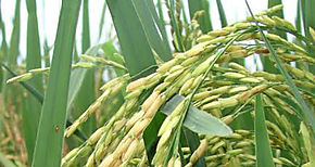 Ministros Valderrama asegura que no se  importar de arroz