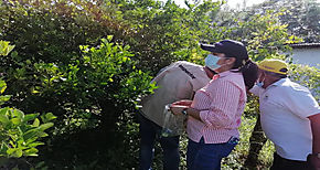Detectan 37 focos positivos de la plaga Huanlongbing en Parita y Santa Mara