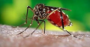 Los Santos registra bajo índice de infestación de mosquitos