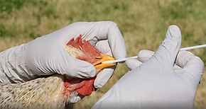 En Panamá Oeste reiteran prohibición de movilización de aves silvestres por influenza aviar
