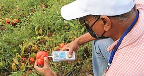 Comité Técnico del MIDA evalúa los daños a plantaciones de tomate