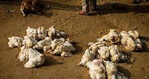 Sacrifican 1500 aves en Veraguas y Coln tras deteccin de caso de influenza aviar