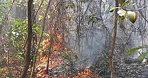 En la Reserva Forestal Alto Guarumo se afectaron más de 50 hectáreas en  incendio 