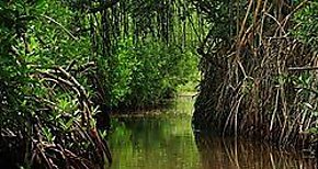 Marviva recomienda no otorgar viabilidad ambiental a proyecto portuario y turstico en los manglares de David
