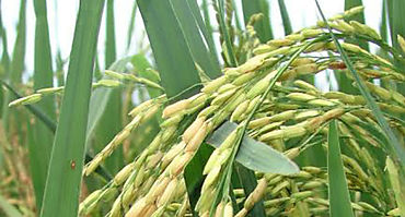 Aumento de precios del arroz anticipa riesgos alimentarios