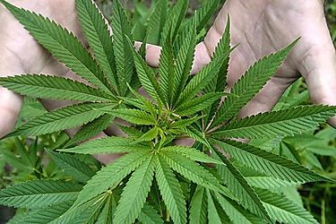 Ms de 20 empresas interesadas en obtener licencia para fabricacin de derivados del cannabis medicinal