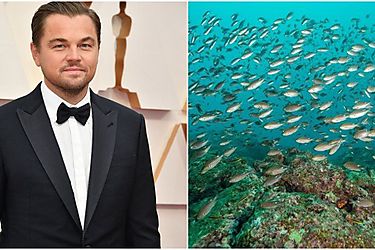Leonardo DiCaprio otorgar becas de educacin ambiental en su antigua primaria