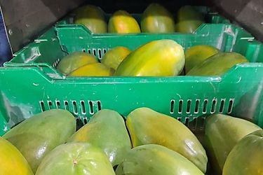 Exportaciones de papaya a EEUU registraron incrementos sostenidos en el año 2021