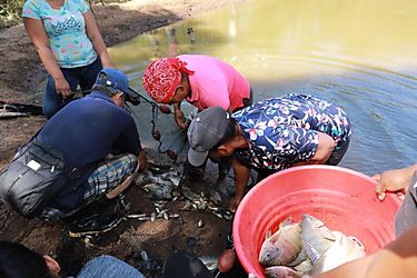 Mujeres emprendedoras panameñas generan ingresos con la cría de tilapias