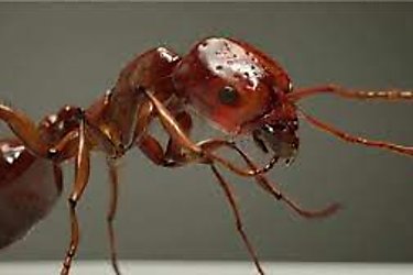 Especies invasoras estn conquistando Europa las hormigas rojas de fuego