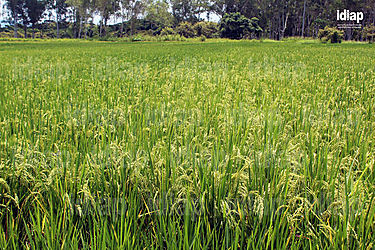 Productores garantizan que habr arroz nacional hasta el 8 de agosto