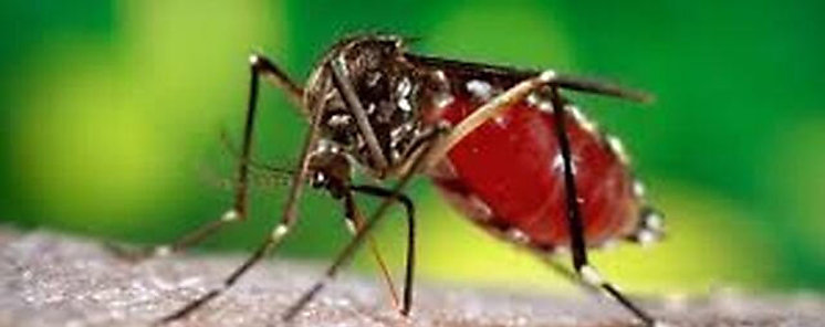 Los Santos registra bajo ndice de infestacin de mosquitos