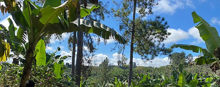 Panam y Costa Rica intercambian experiencias sobre produccin de caf y cacao