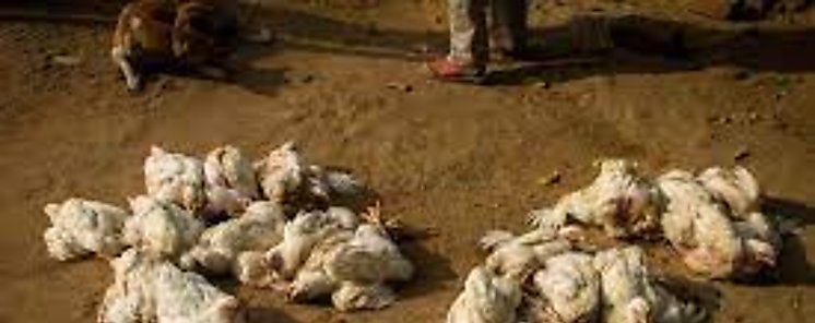 Sacrifican 1500 aves en Veraguas y Coln tras deteccin de caso de influenza aviar