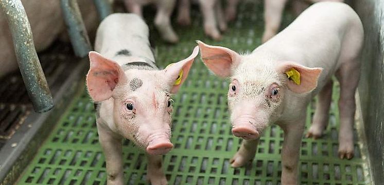 Gobierno adquiri 117465 libras de carne de cerdo para programas sociales