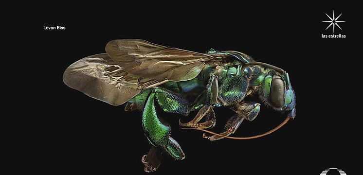 Fotógrafo londinense captura impresionantes imágenes de insectos