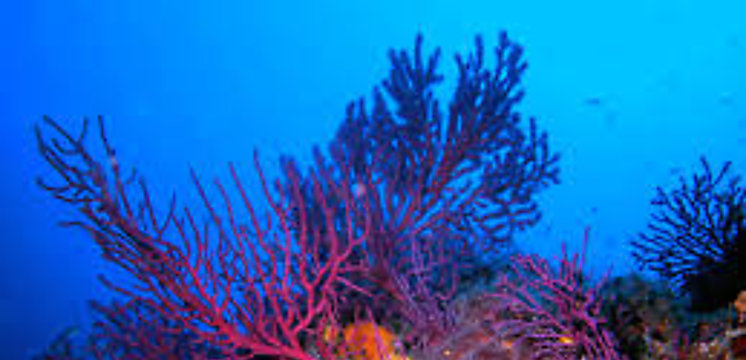 Las gorgonias qué son estas criaturas marinas